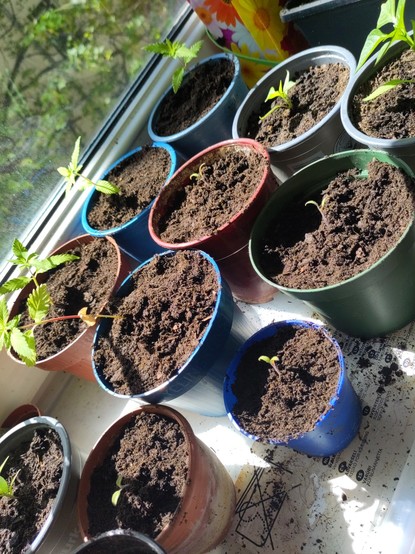 einige Pflanzentöpfe am Fenster mit  Setzlingen unterschiedlicher Größe